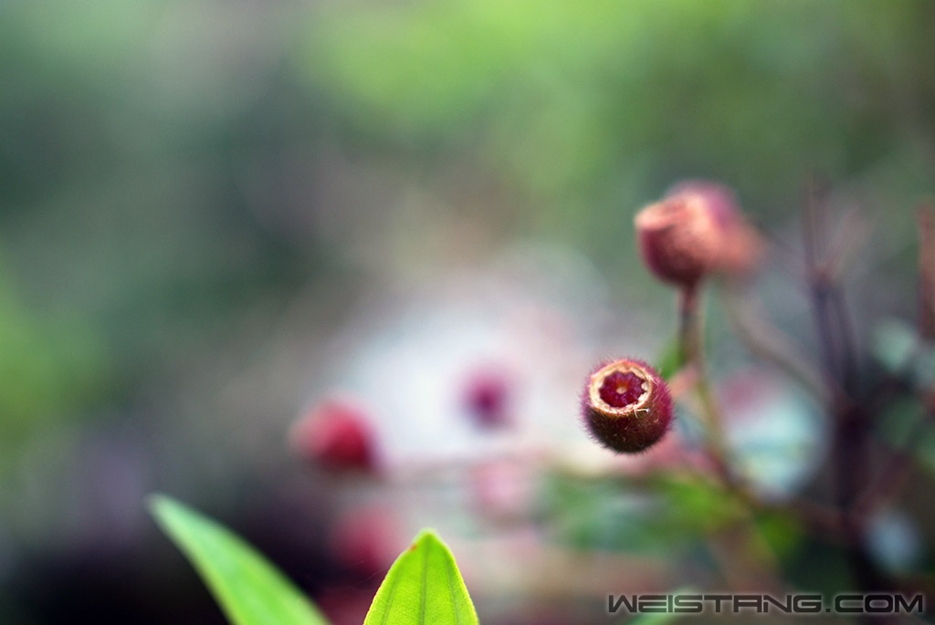 DSC_0648.JPG