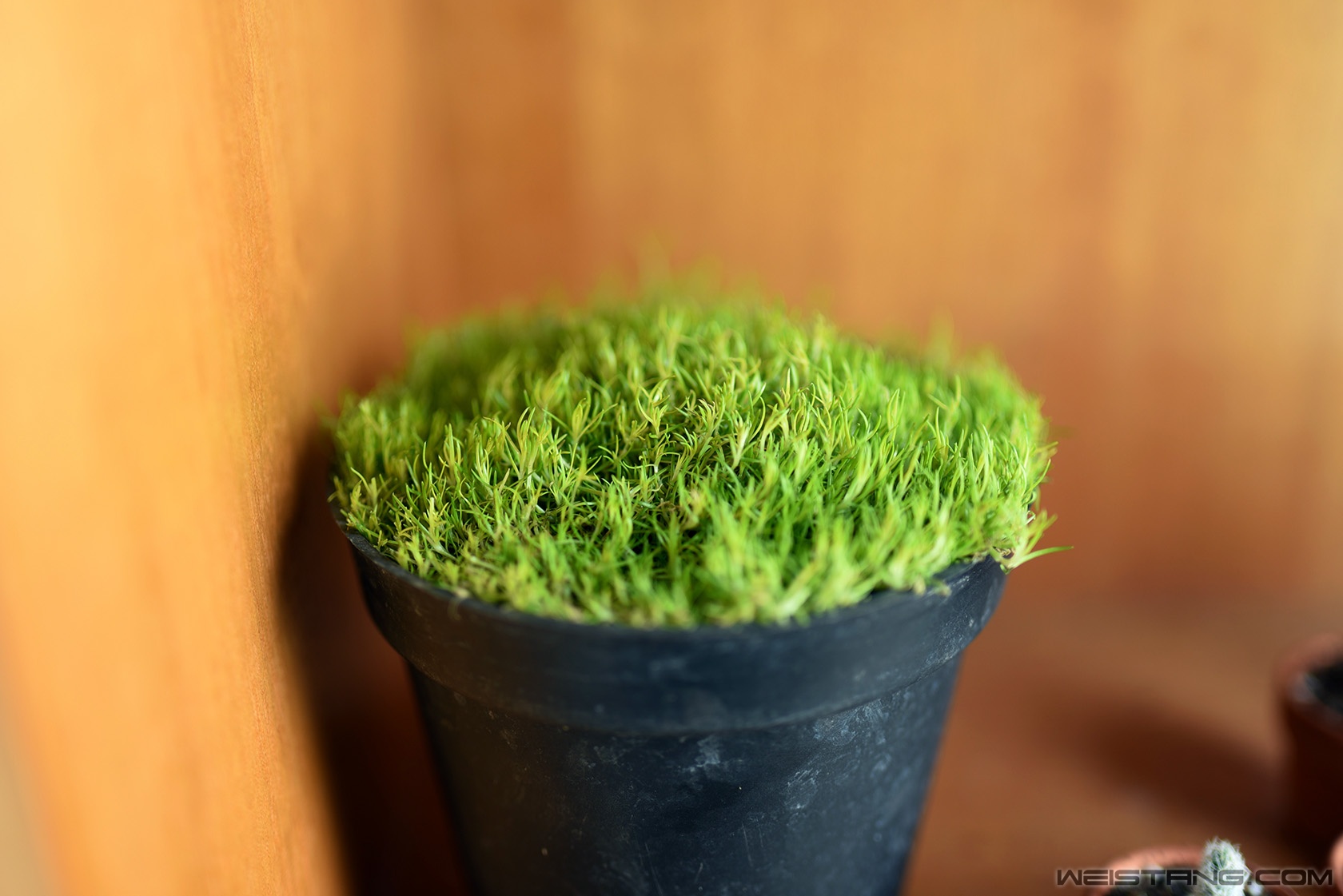 DSC_8779.JPG