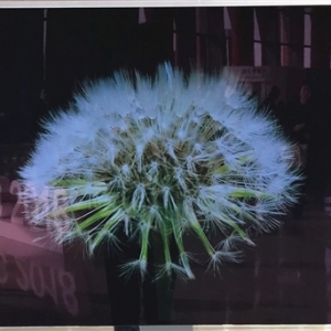 ���ƺ���¢�ϣ����������й��׿�55���ӡ4K OLED��Ļ